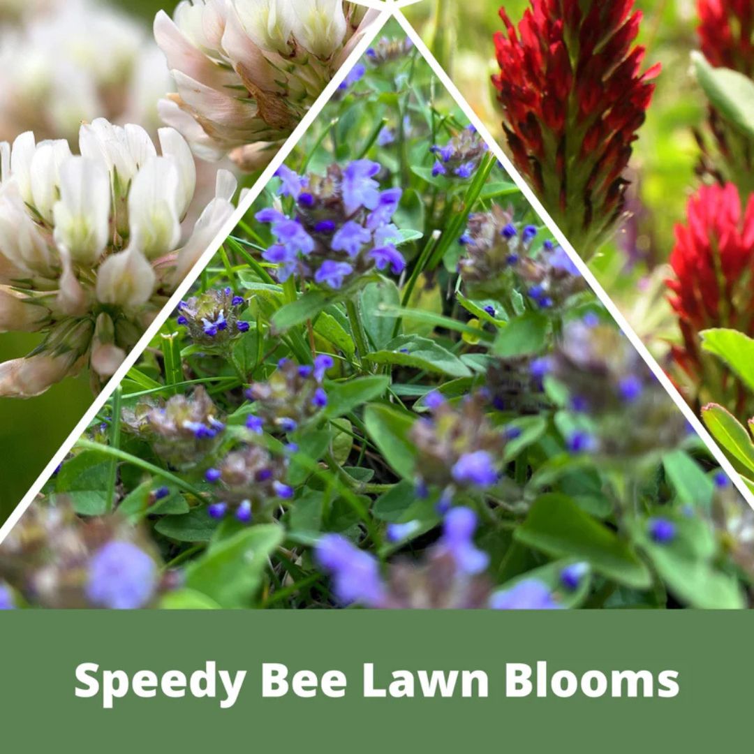 Speedy Bee Shaker – Flawn Seed – 500 SQ FT